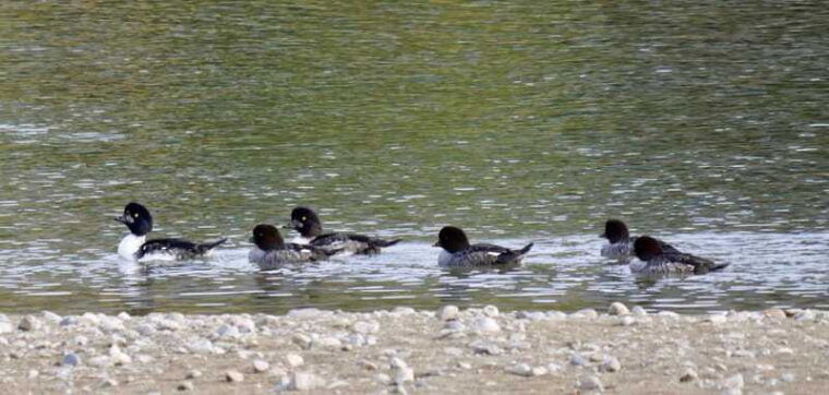 september-2025-british-columbia-rocky-mountain-birding-tour