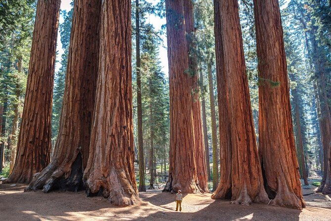 sequoia-full-day-private-tour-and-hike
