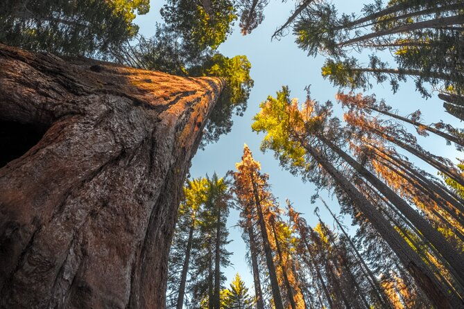 sequoia-kings-canyon-np-self-guided-driving-audio-tour
