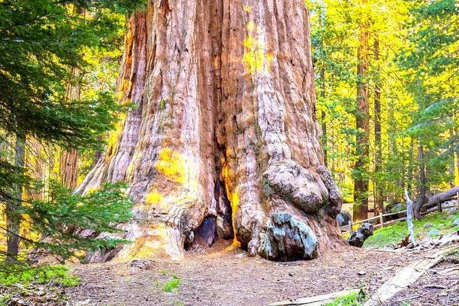 sequoia-park-private-tour