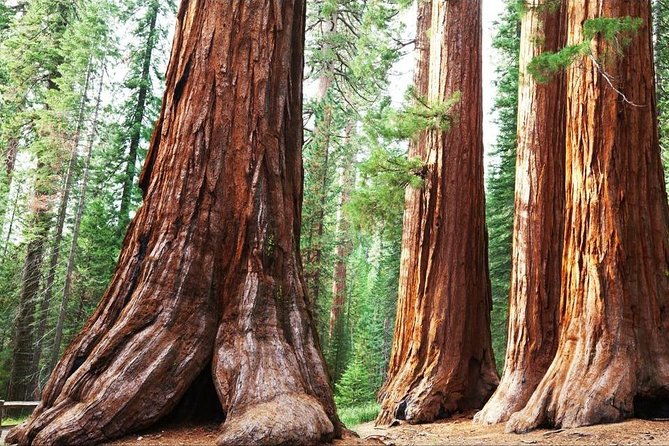 sequoia-park-private-tour