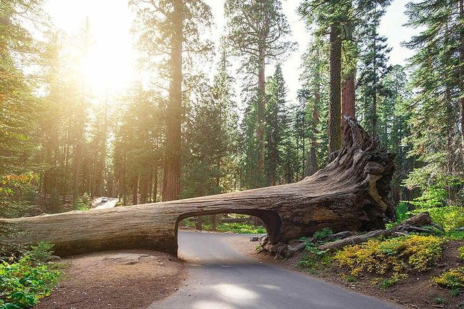sequoia-park-private-tour