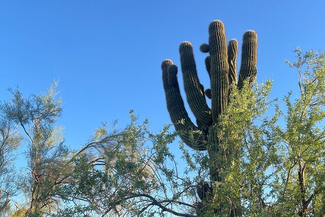 serene-botanical-tour-of-the-sonoran-desert-guided-nature-walk-2