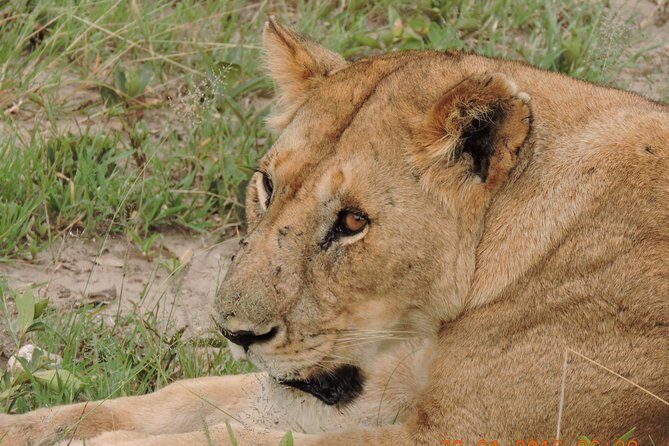 Serengeti 2-Day Safari from Mwanza - Day 2: Safari & Return