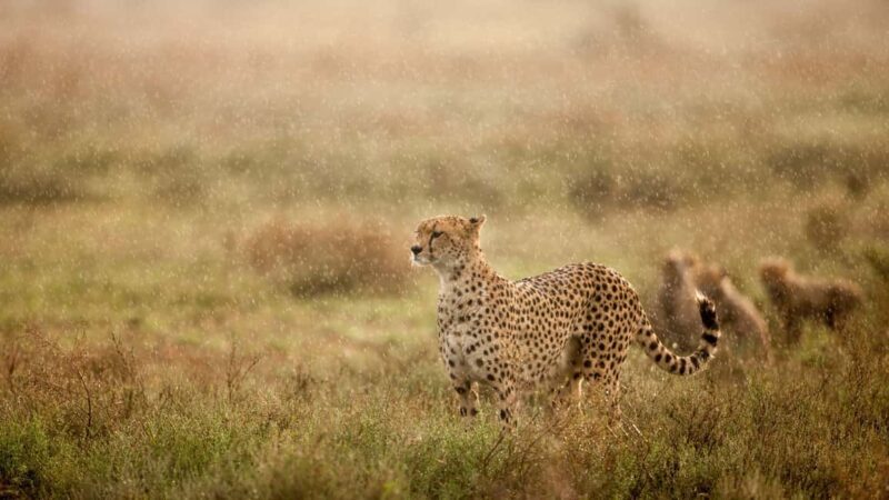 Serengeti: 3-Day Fly-In Fly-Out Midrange Safari - Key Points