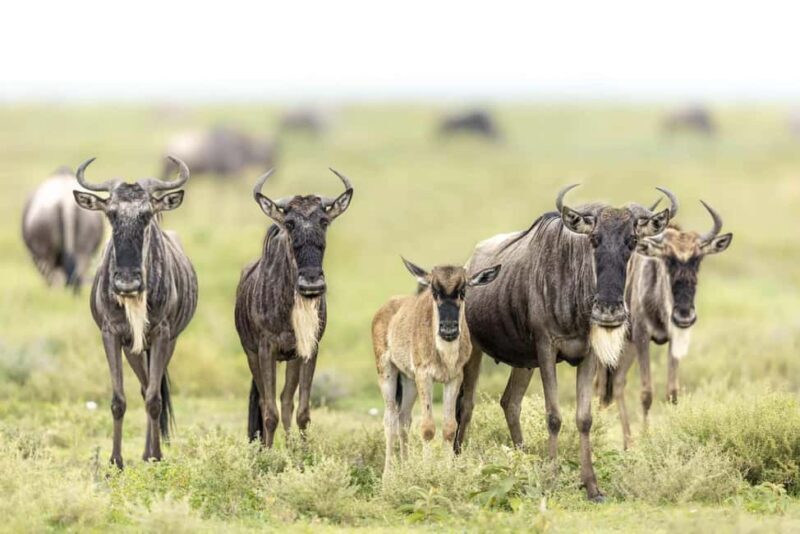 Serengeti: 3-Day Fly-In Fly-Out Midrange Safari - An Honest Look at the Serengeti 3-Day Fly-In Safari