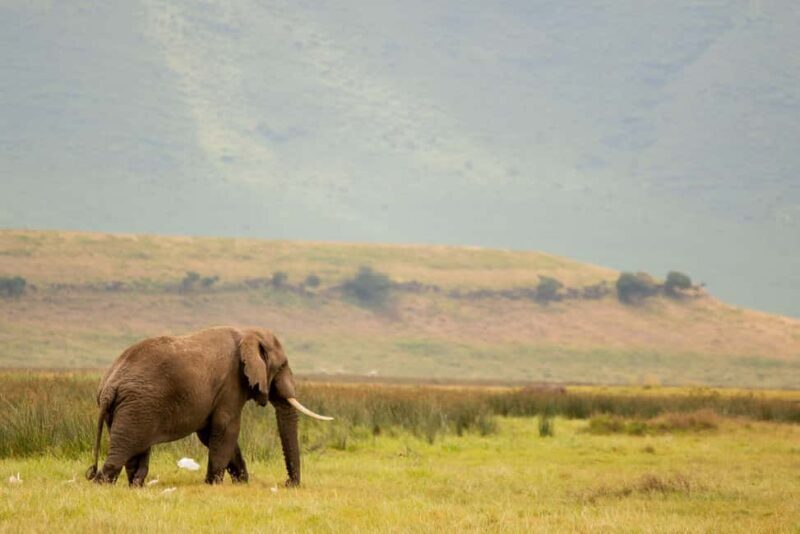 Serengeti: 4days private luxury Big Five Wildlife Expedition - An In-Depth Look at the 4-Day Serengeti Luxury Safari