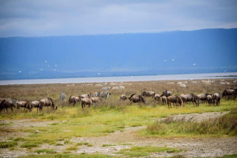 Serengeti: 4days private luxury Big Five Wildlife Expedition - What Makes This Safari Stand Out?