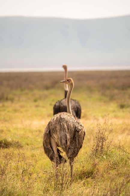 Serengeti: 4days private luxury Big Five Wildlife Expedition - Final Thoughts