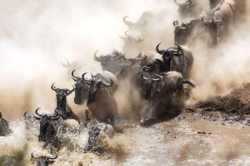 Serengeti: 5-Day Mara River Crossing Safari - Key Points