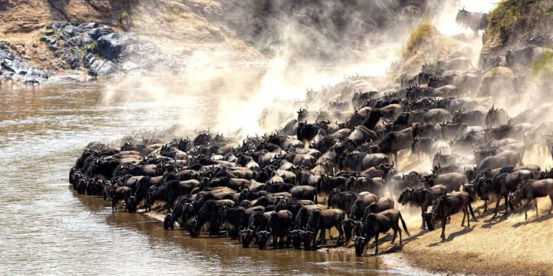 Serengeti: 5-Day Mara River Crossing Safari - The Value of This Safari Experience