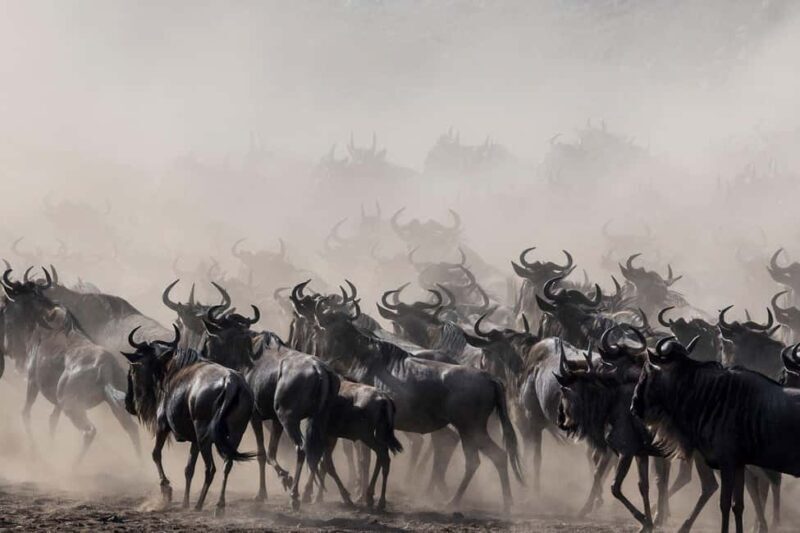 Serengeti: 5-Day Mara River Crossing Safari - Who Is This Safari Best For?