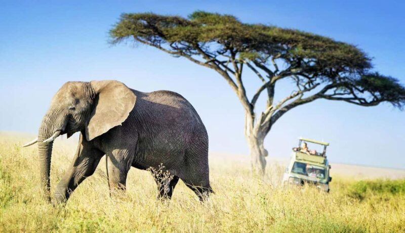 Serengeti: 5-Day Mara River Crossing Safari - Final Thoughts