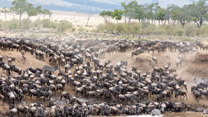 Serengeti: 5-Day Mara River Crossing Safari - FAQ