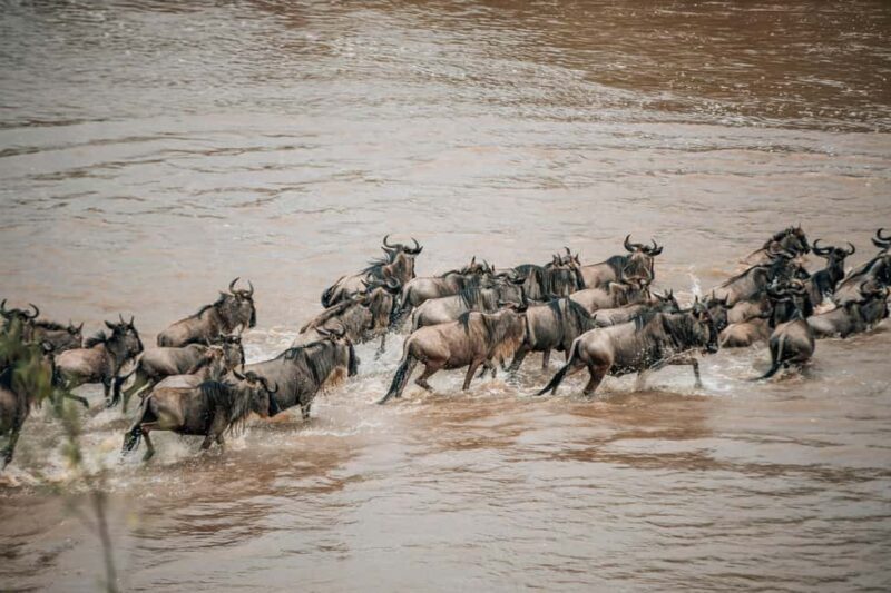 Serengeti: 8-Day Great Wildebeest Migration Safari - An Honest Look at the Serengeti’s 8-Day Great Wildebeest Migration Safari