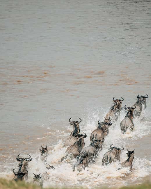 Serengeti: 8-Day Great Wildebeest Migration Safari - Key Points