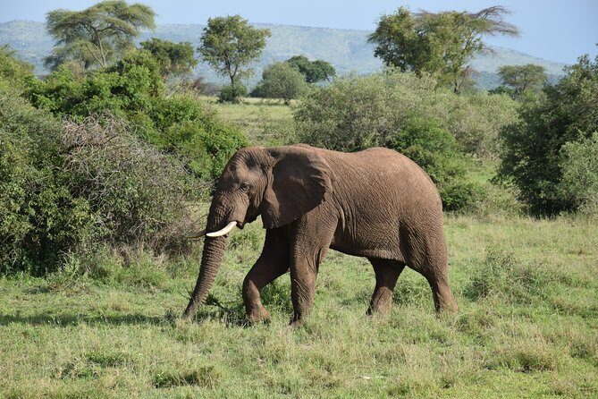Serengeti Day Trip Safari From Mwanza Tanzania - Key Points