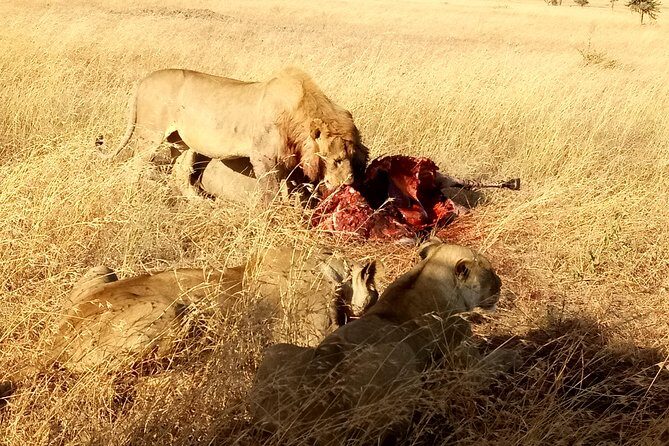 Serengeti Day Trip Safari From Mwanza Tanzania - An In-Depth Look at the Serengeti Day Trip