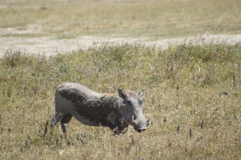 Serengeti Explorer: 6days private safari with game viewing. - Key Points