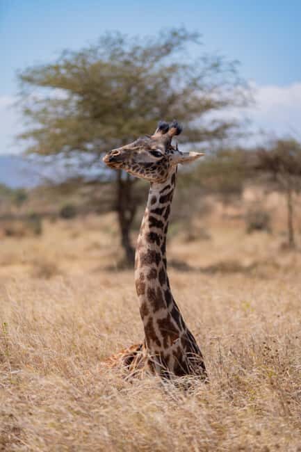 Serengeti Explorer: 6days private safari with game viewing. - Practical Details & Packing Tips