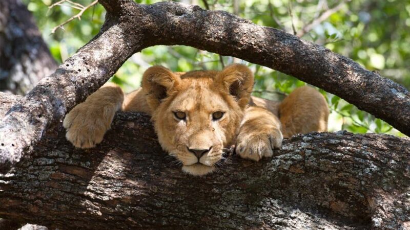 Serengeti National Park: 2-Day Safari with Accommodation - Key Points