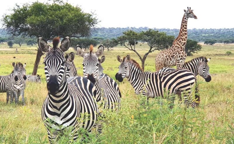 Serengeti National Park: 2-Day Safari with Accommodation - An Introduction to the Serengeti 2-Day Safari
