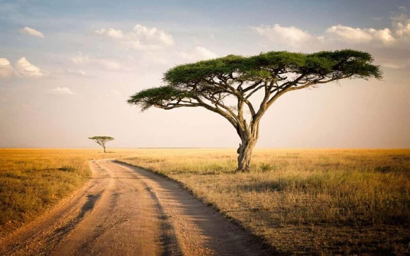 Serengeti National Park: 2-Day Safari with Accommodation - Accommodation and Meals: Comfort in the Wild