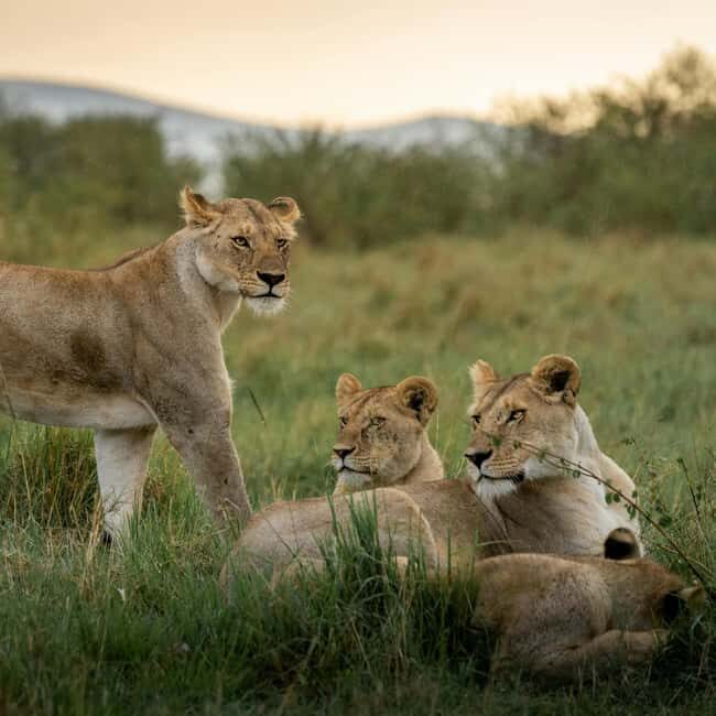 Serengeti National Park: Big Five Balloon Safari Experience - Authenticity and Value