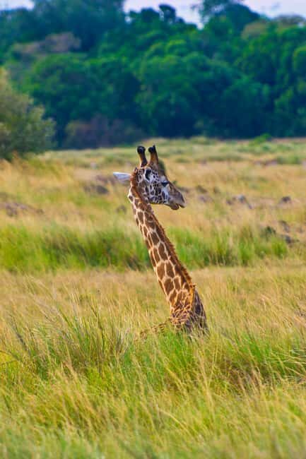Serengeti National Park: Big Five Balloon Safari Experience - The Sum Up