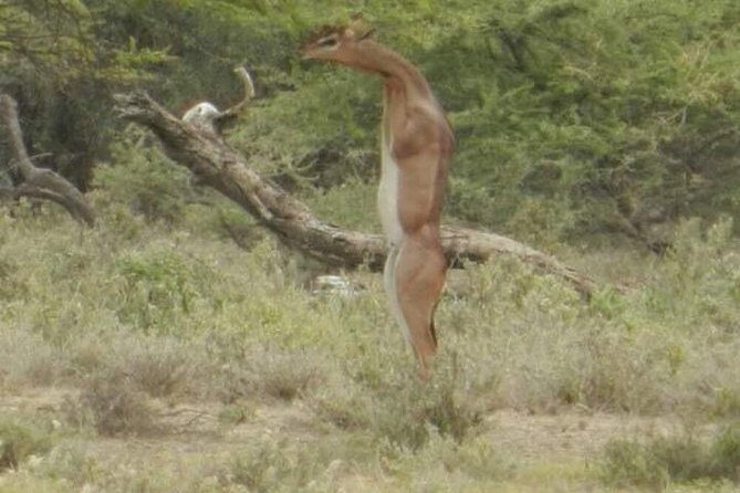 Serengeti national Park, ngorongoro conservation area 3 days two nights - What’s Included and What’s Not