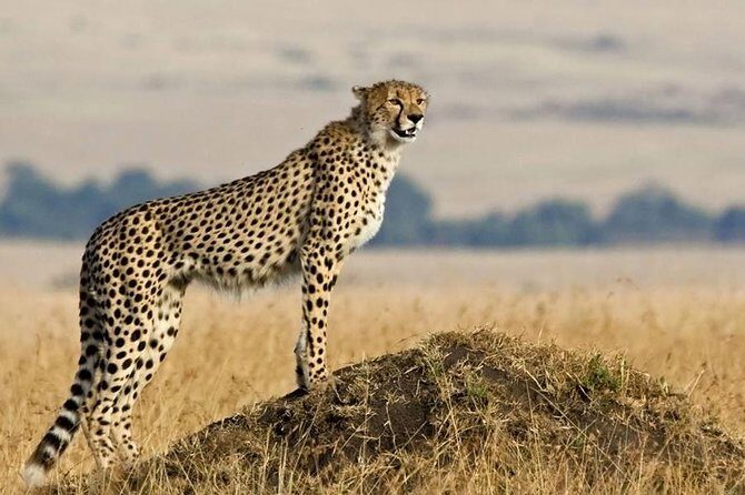 SERENGETI NATIONAL PARK Tour - An In-Depth Look at the Serengeti Tour