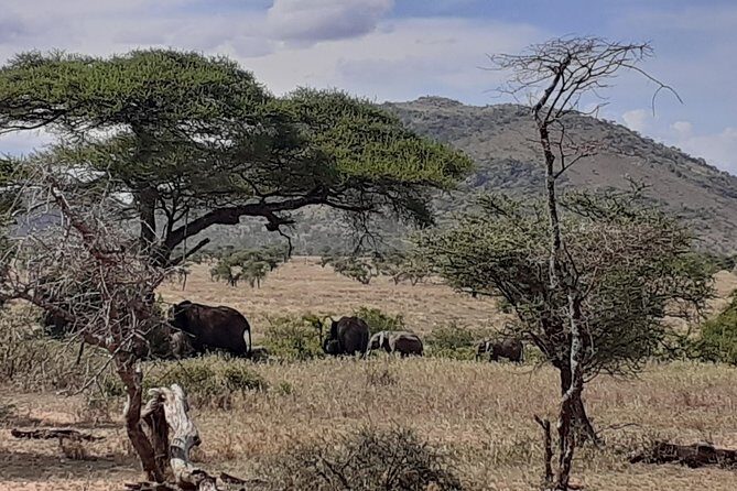 SERENGETI NATIONAL PARK Tour - Who Should Consider This Tour?