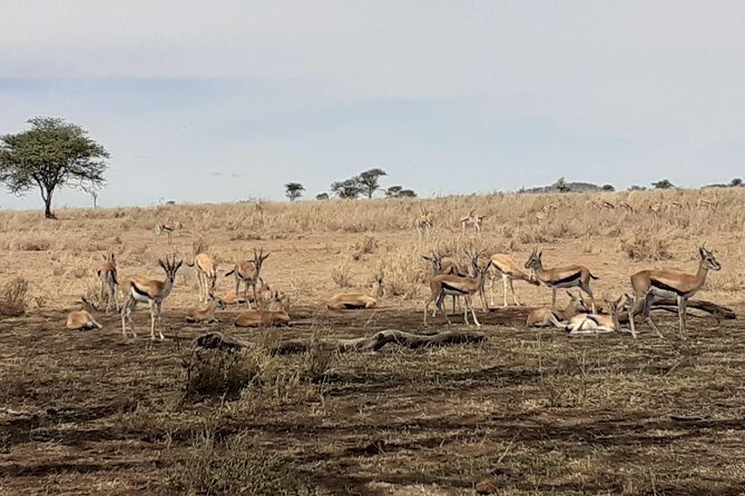 SERENGETI NATIONAL PARK Tour - FAQs