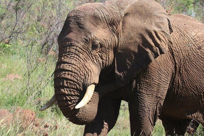 Serengeti & Ngorongoro 3 Days Budget Safari - What’s Included and What to Expect