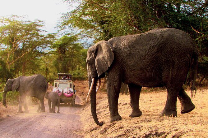 Serengeti & Ngorongoro 3 Days Budget Safari - Authentic Experiences Highlighted by Reviewers