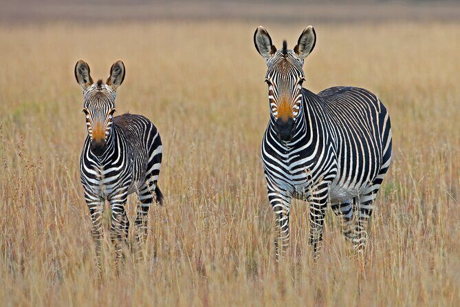 Serengeti & Ngorongoro 3 Days Budget Safari - The Sum Up