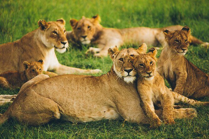 Serengeti & Ngorongoro 3 Days Budget Safari - FAQ