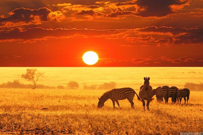 Serengeti & Ngorongoro 3 days Fly Safari in from Zanzibar - Final Word