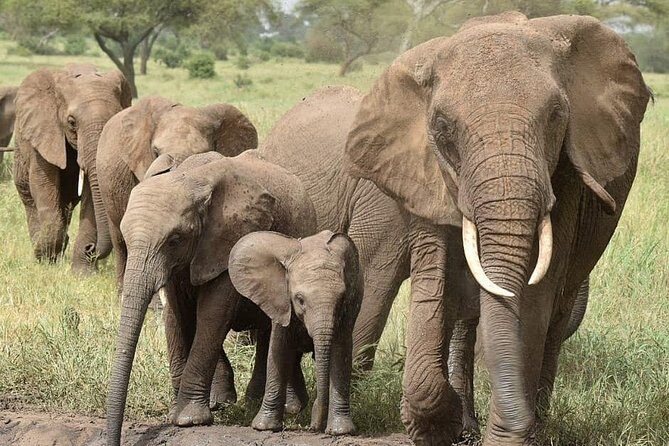 serengeti & ngorongoro 3 days private tour - Why This Tour Is a Great Choice
