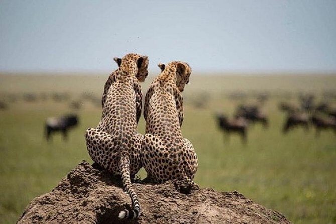 serengeti & ngorongoro 3 days private tour - FAQs
