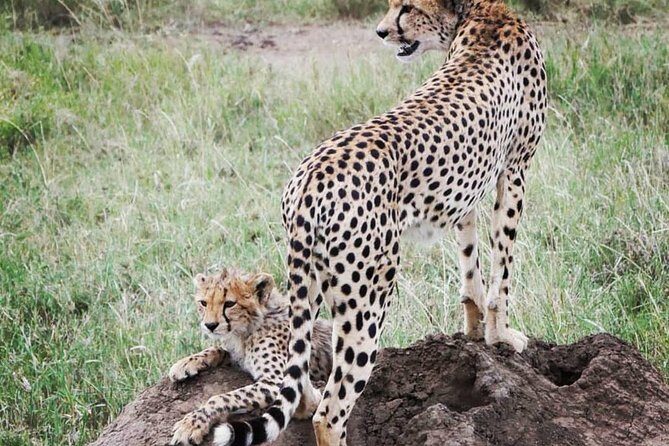 Serengeti & Ngorongoro fly in safari - Reviews and Real Traveler Insights