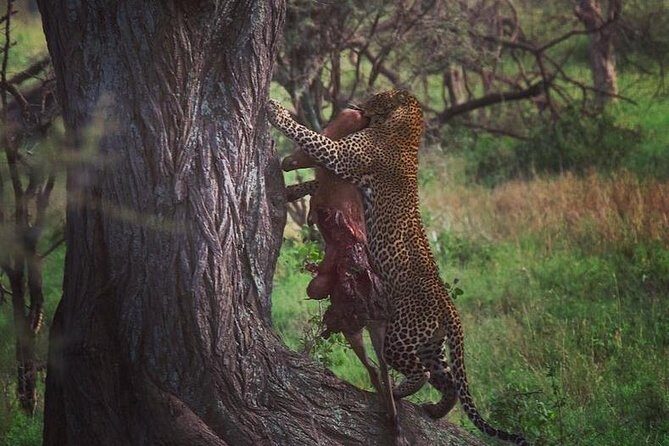 serengeti, ngorongoro & tarangire 5days private tour - Introduction
