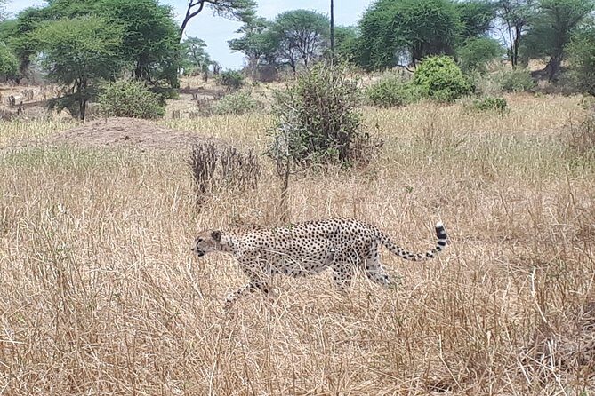 serengeti, ngorongoro & tarangire 5days private tour - Who Will Love This Tour?
