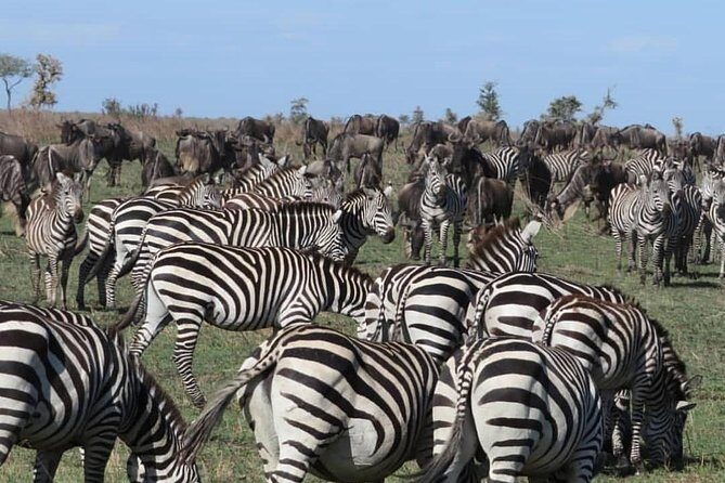 serengeti, ngorongoro & tarangire 5days private tour - The Sum Up