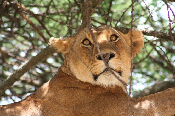 Serengeti Tour  7Days/6 nights (4 stars accommodations) - An Overview of the 7-Day Serengeti Safari Experience