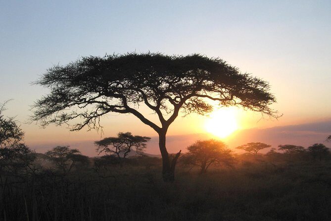 Serengeti Tour  7Days/6 nights (4 stars accommodations) - Authenticity and Personal Touches
