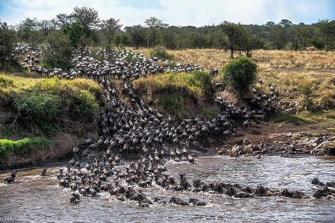 Serengeti Wildebeest Migration. - The Journey Begins: From Moshi to Tarangire