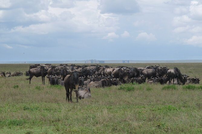 Serengeti Wildebeest Migration. - Northern Serengeti and the Migration