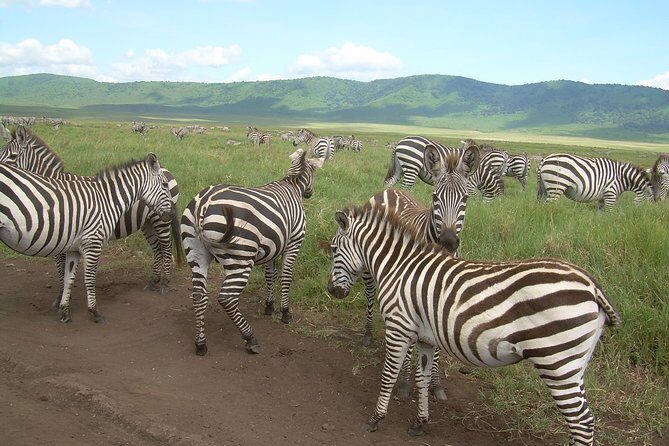Serengeti Wildebeest Migration. - Ngorongoro Crater: A Natural Bowl of Wildlife