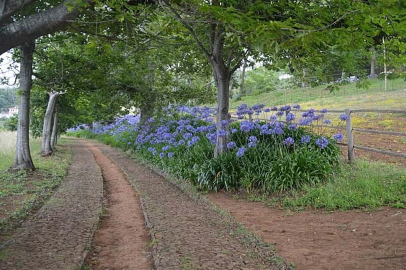 Serra dÁgua: A Scenic Levada Walk - FAQ